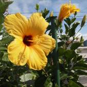 Rental Villa Luana Waioli(沖縄県 コテージ・ロッジ・一棟貸) / 3