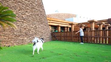 ドッグラン① / 1