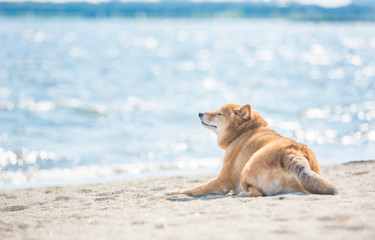 [Kanagawa] Vacation with your pet at hotels and rental houses with ocean views ♪ 5 recommendations