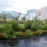 ビルの屋上は緑でいっぱい！東京のおすすめ屋上庭園6選