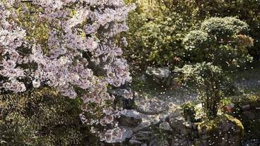 日本庭園② / 4