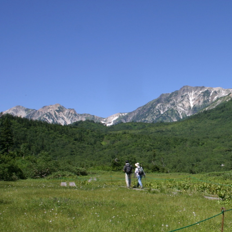 栂池自然園：夏