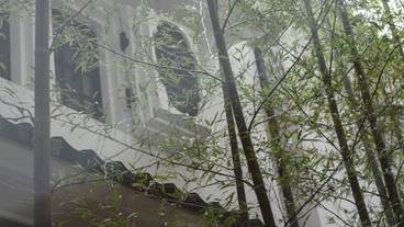 中庭の竹林② / 12