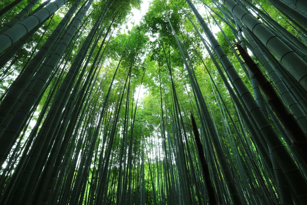 竹林の中で癒される1167867