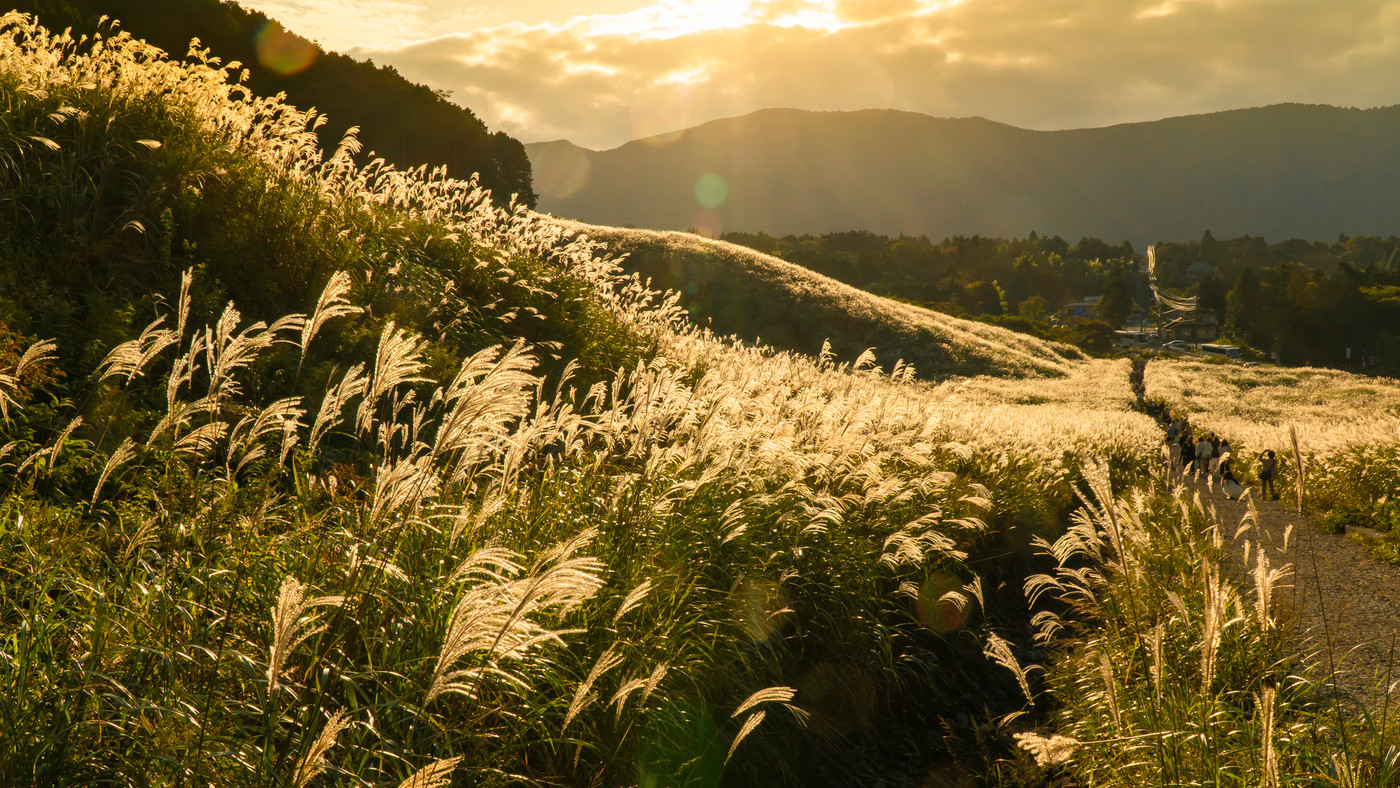 神奈川県の箱根名所仙石原ススキ草原 穂が金色に輝く秋の夕暮れ