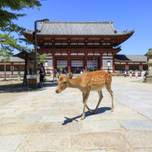 【2020年】ぴったりの旅が見つかる♪奈良観光のポイントとエリアの特徴を紹介！