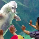 夏休みはイベントいっぱい！自由研究にもおすすめの旭山動物園