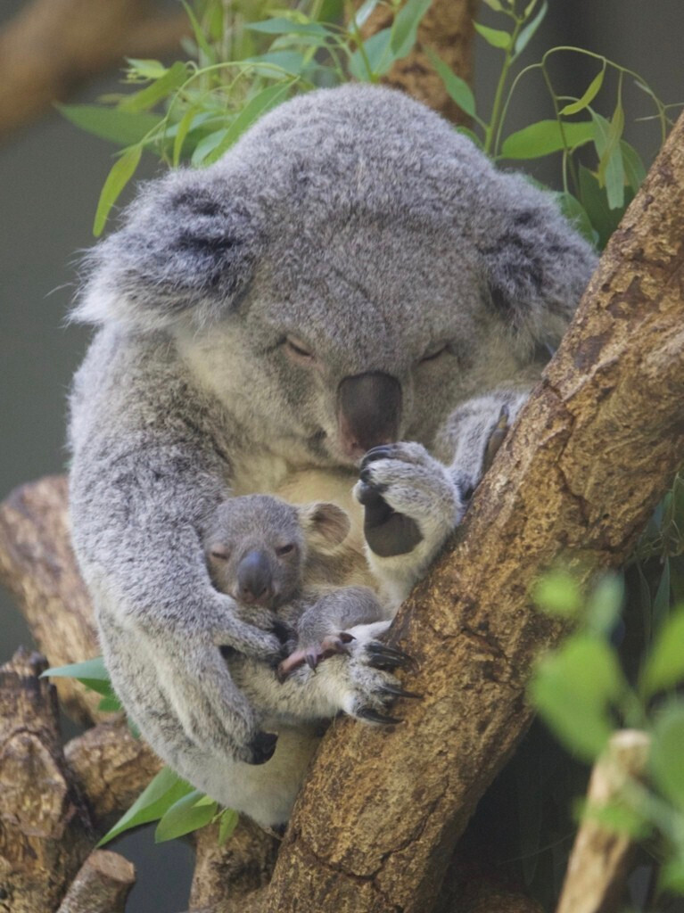 全国にたった7ヶ所だけ コアラがいる動物園へ女子旅に出かけよう Icotto イコット