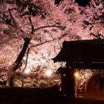 長野桜の名所「高遠城址公園」にしか咲かない桜とグルメの旅