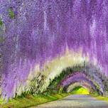 海外でも大注目！河内藤園の「藤のトンネル」が幻想的で美しい！