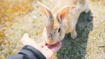 子供向けアクティビティ / 4