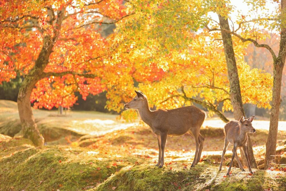宿泊施設の地図