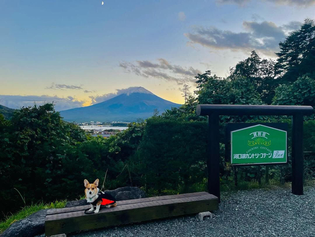 suisuicogicogiさんの写真 / 1