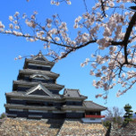 国宝に指定されている長野県・松本城の桜を見に行こう！