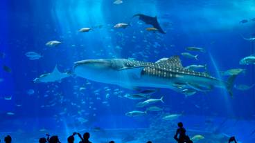 沖縄美ら海水族館 / 1