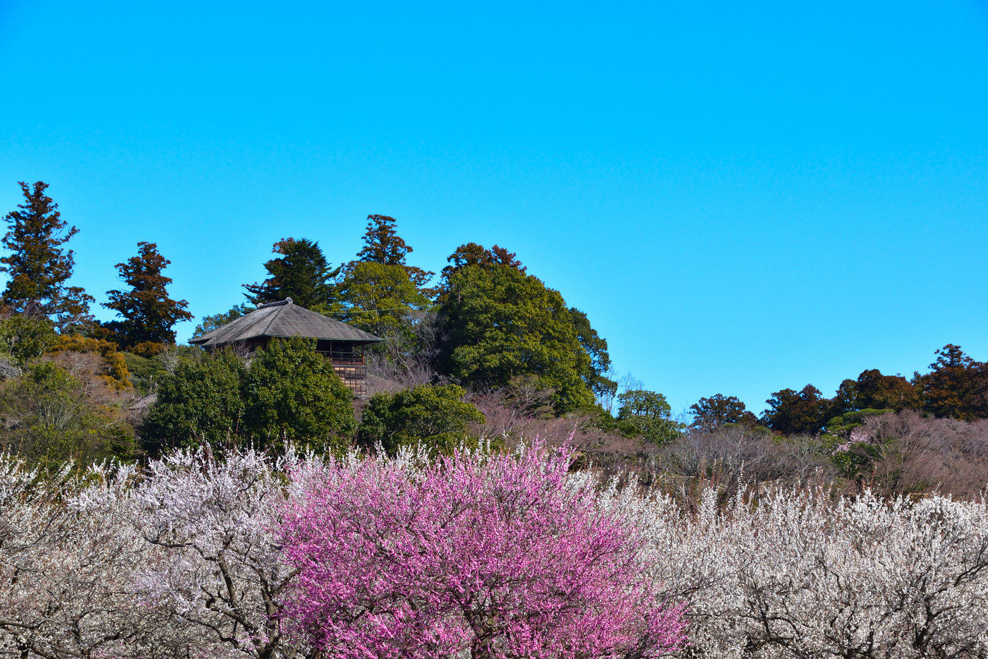 梅　水戸　偕楽園公園