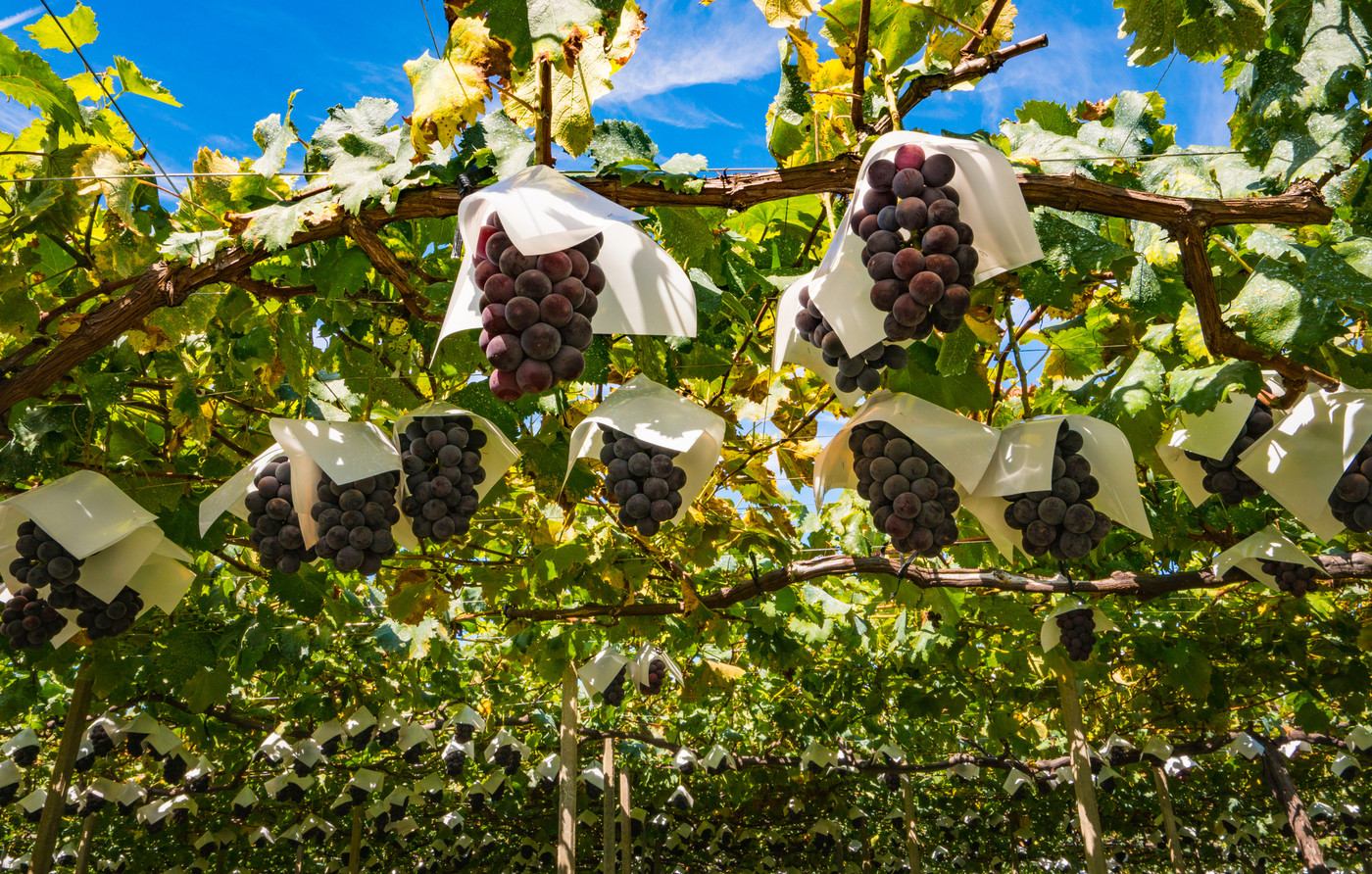 巨峰のぶどう棚