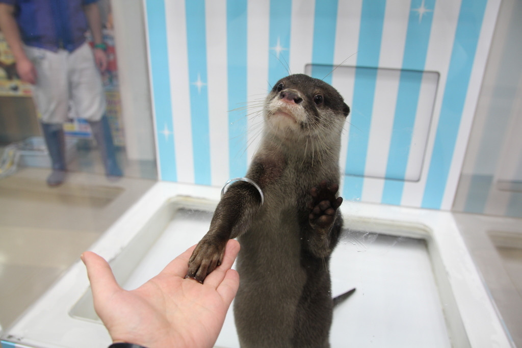 2.宮島水族館（宮島）1097404
