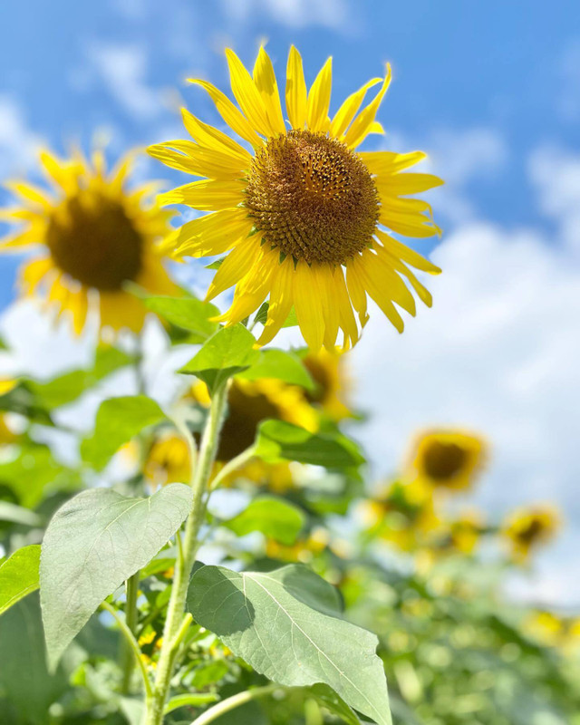 naaaatsu__さんの写真 / 3