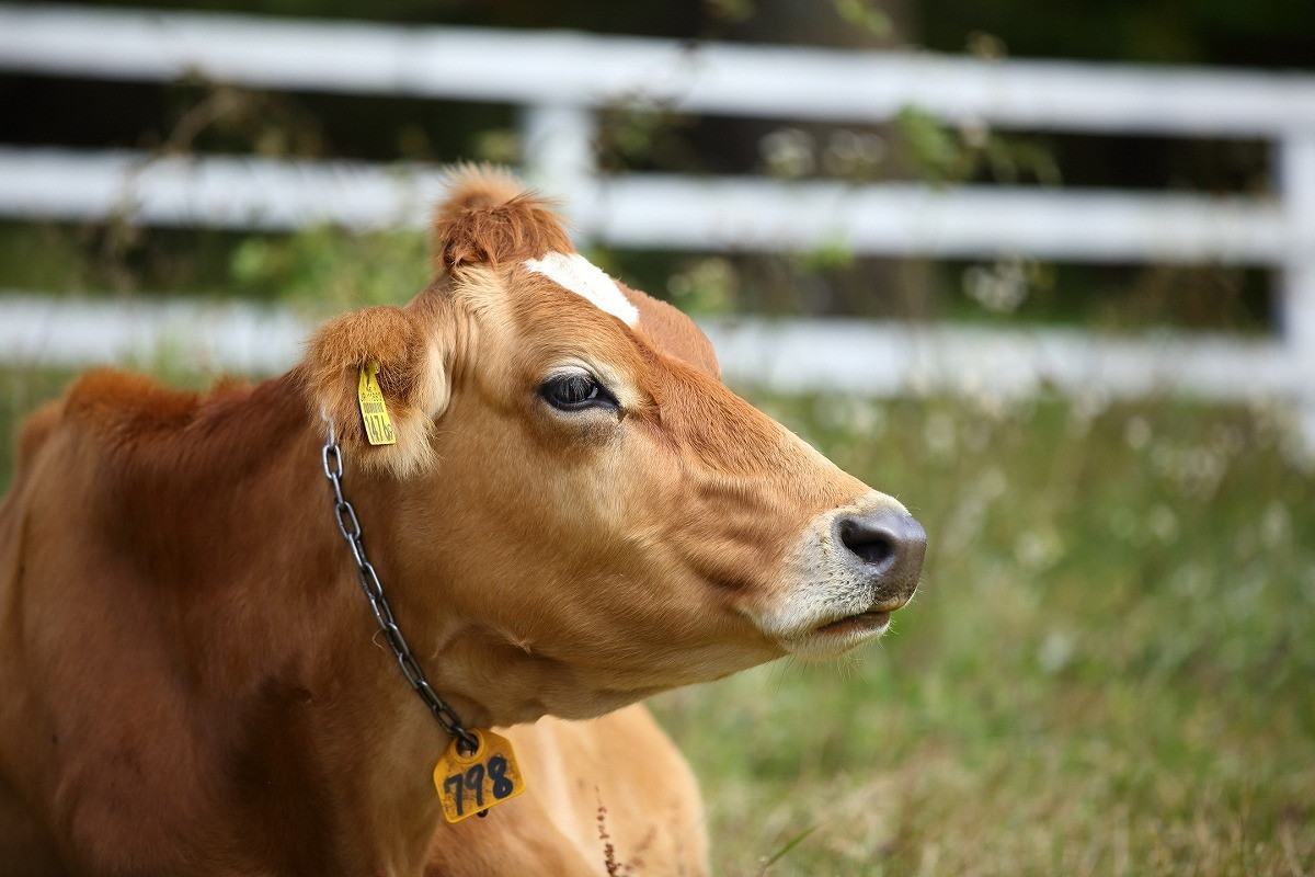 ジャージー牛の恵みに感謝！3699177