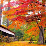 秋の絶景を求めて！福島県の紅葉を見に行こう♪【10選】