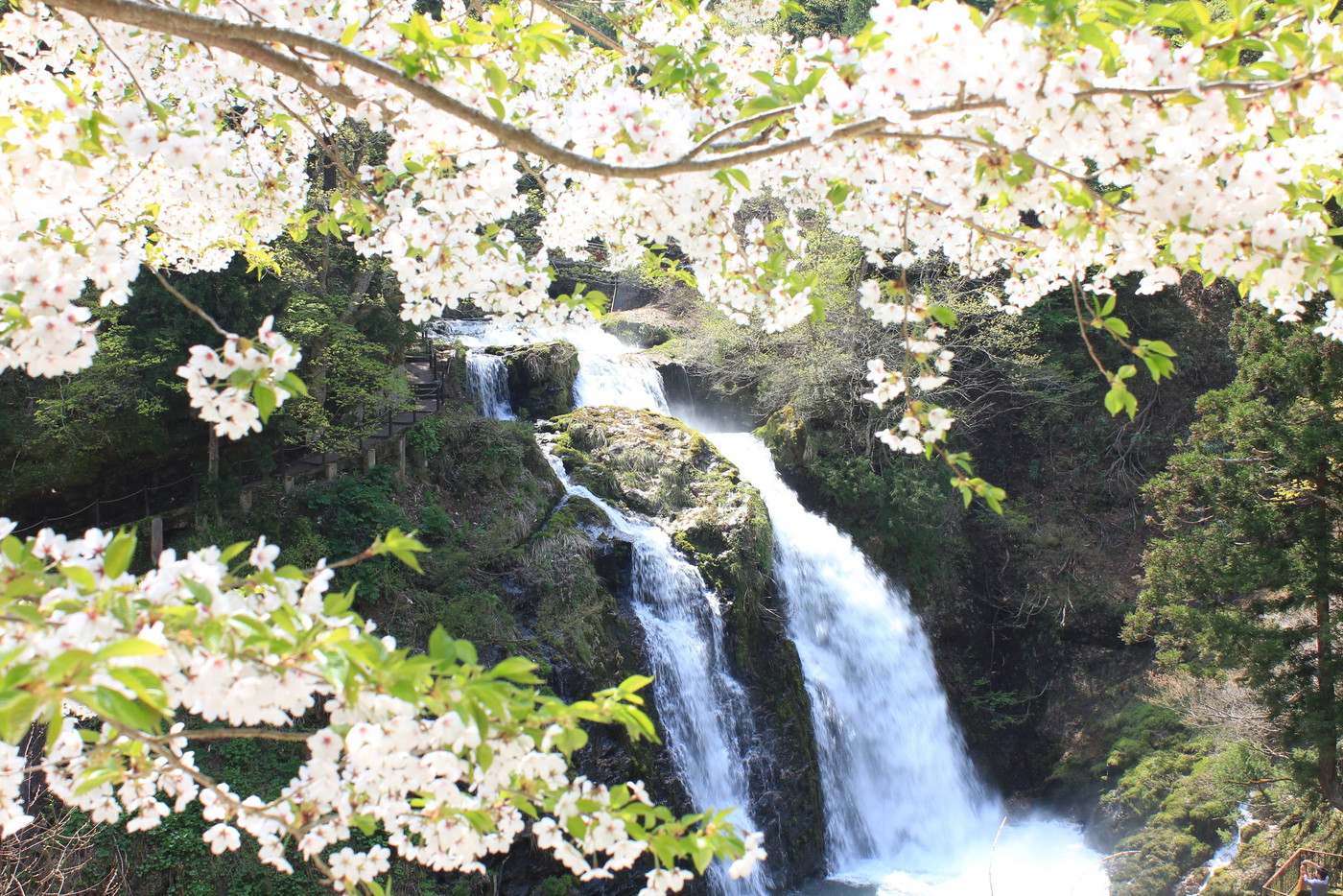 銀山温泉と桜