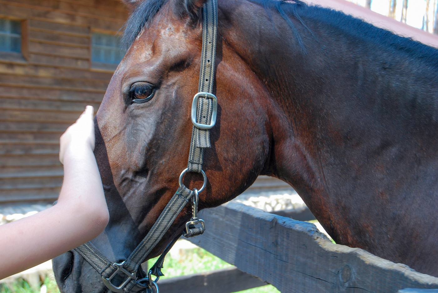 The child's hand strokes the bay horse on the head
