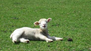 施設の敷地 / 15