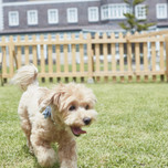 愛犬といっしょに那須旅行へ。ペットと同室宿泊OKのおすすめホテル&旅館12選/栃木