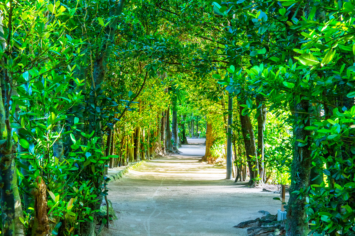 備瀬のフクギ並木