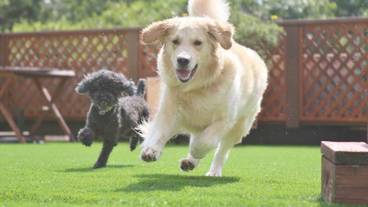 ペット用設備・サービス / 6