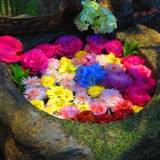 週替りのつくばい装飾 / 1