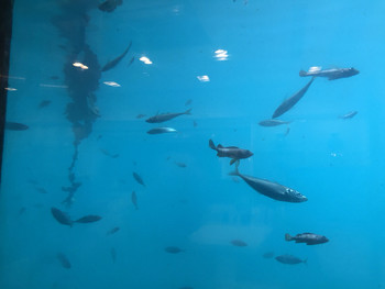 「海中魚処 萬坊」その他 637577 