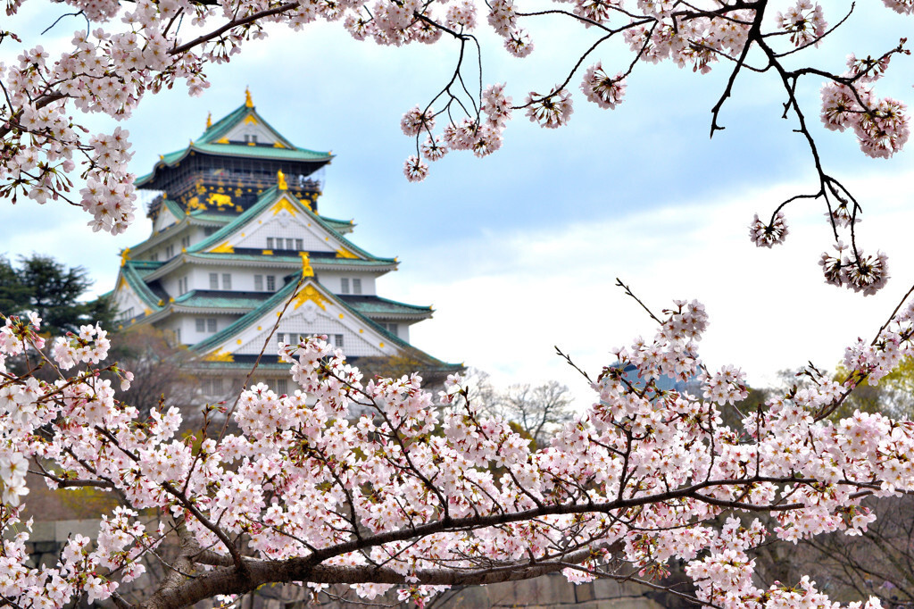 大阪の桜を楽しめる名所をご紹介♪967828