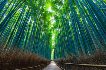 Bamboo forest in Sagano, Kyoto