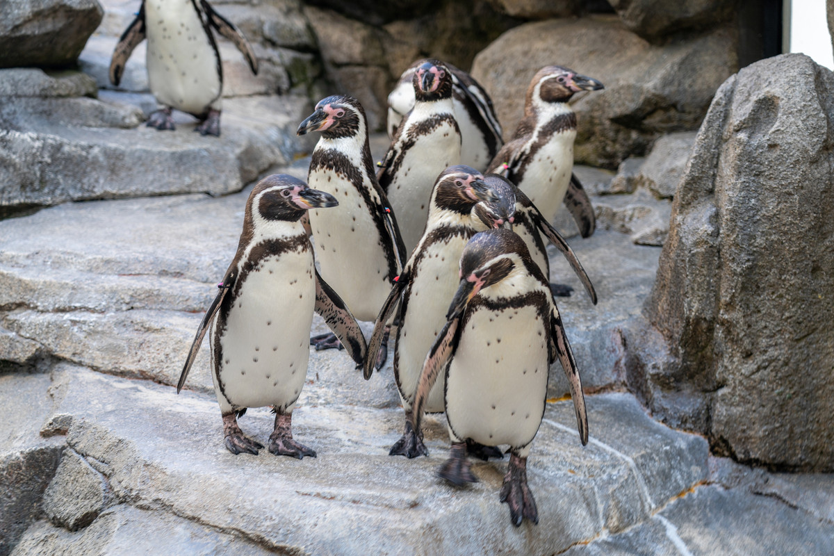 仙台うみの杜水族館 ペンギン