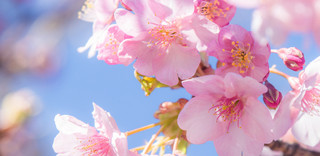 桜の名所・お花見スポット特集【2017年版】