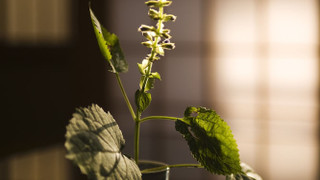 和室 デラックス 2人部屋 専用バスルーム付 マウンテンビュー (宝生)