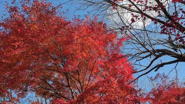 ガーデン ビュー / 26