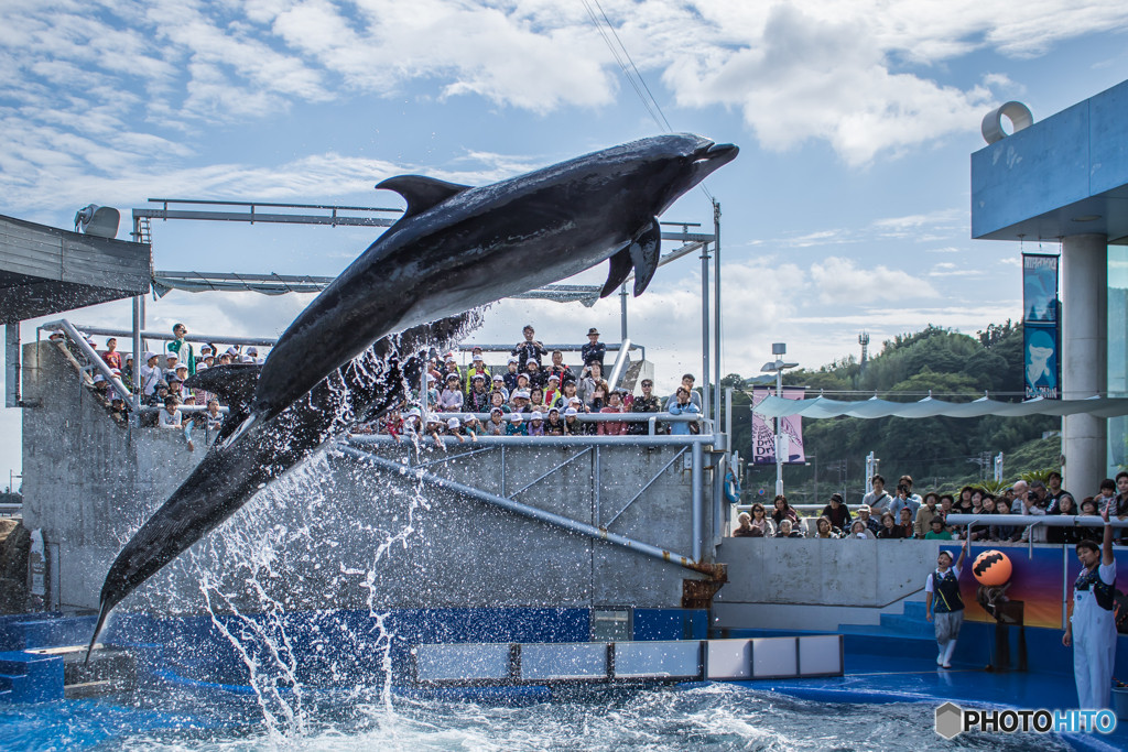 大分マリーンパレス水族館「うみたまご」2024054