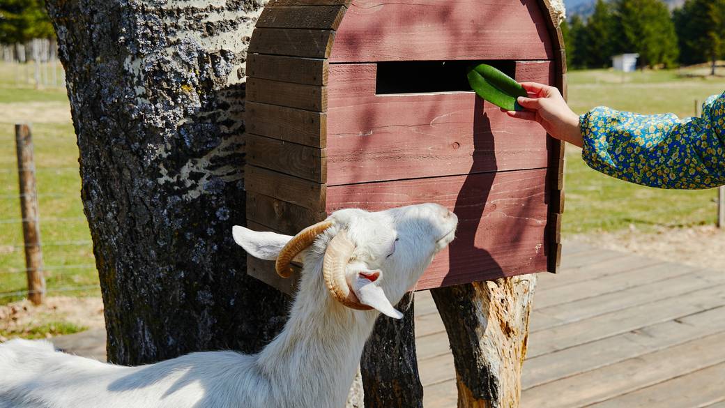ヤギの郵便屋さん / 2