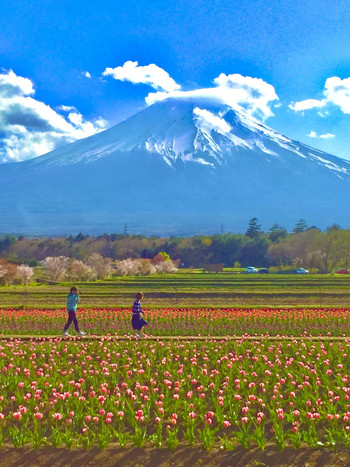 富士山とお花畑の中を歩くカップル、凄く幸せそうでした！
