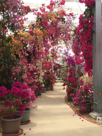 ブーゲンビリアを見に行こう♡4090506