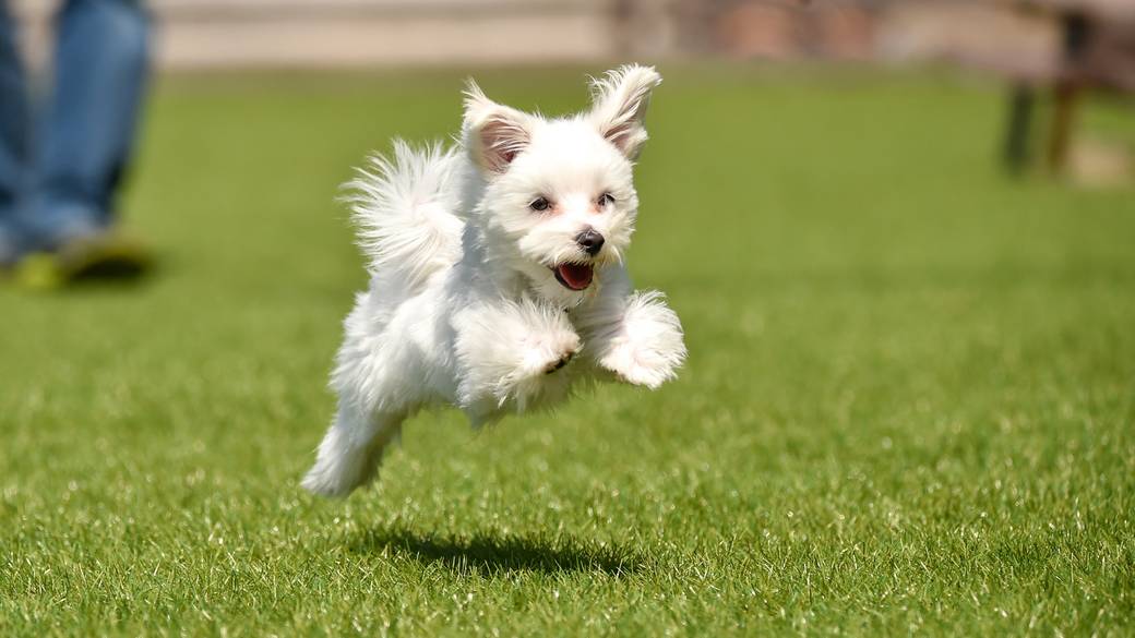 ドッグランで走る犬のイメージ / 1