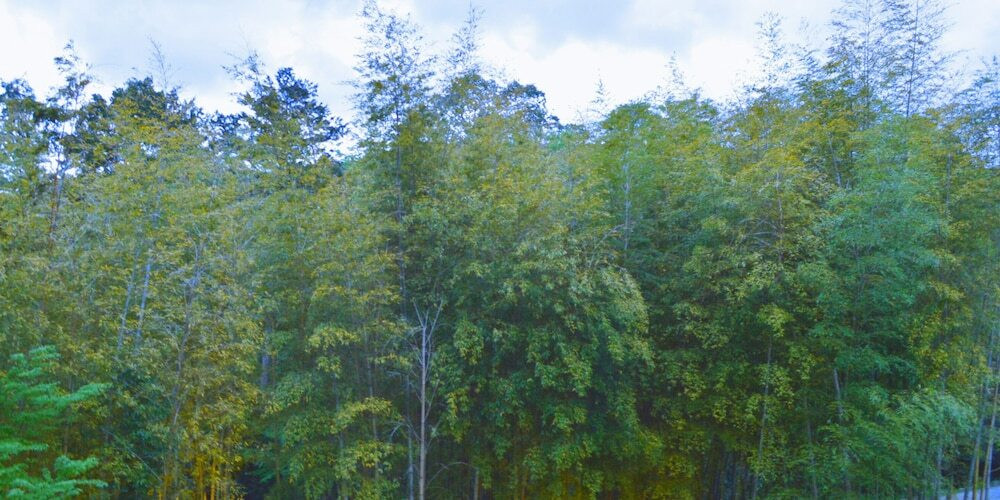 施設からの眺望