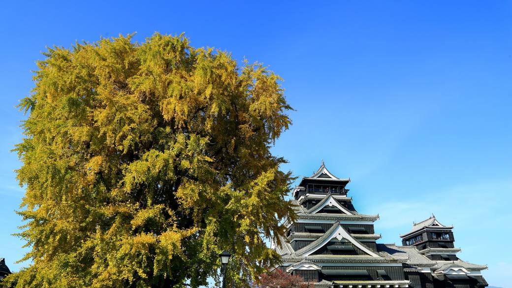 秋の「熊本城」/ 大イチョウ / 2