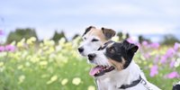 愛犬と一緒におでかけ！軽井沢のペットと泊まれるホテル9選♡
