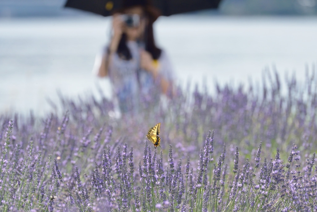 素敵なホテルで、一人旅をもっと楽しく3479099