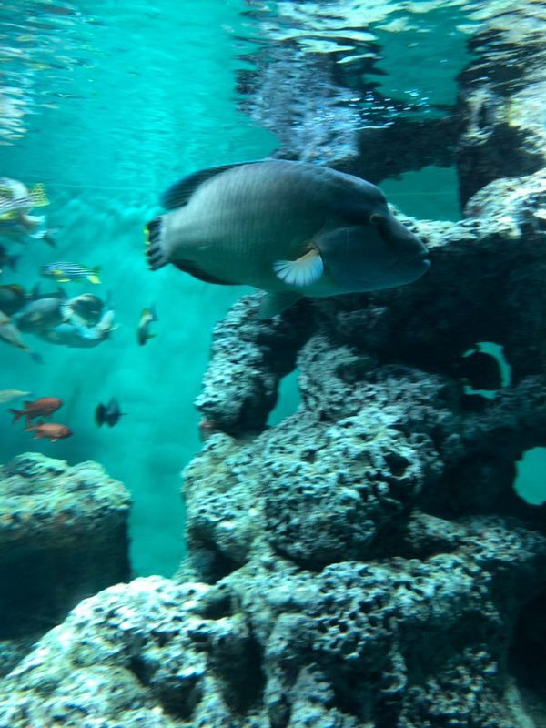 「葛西臨海公園」の中にある水族館。国内最大級のペンギン展示場あり / 1