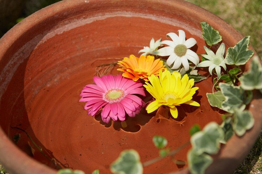 テラス / パティオ